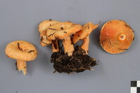 Lactarius thyinos image